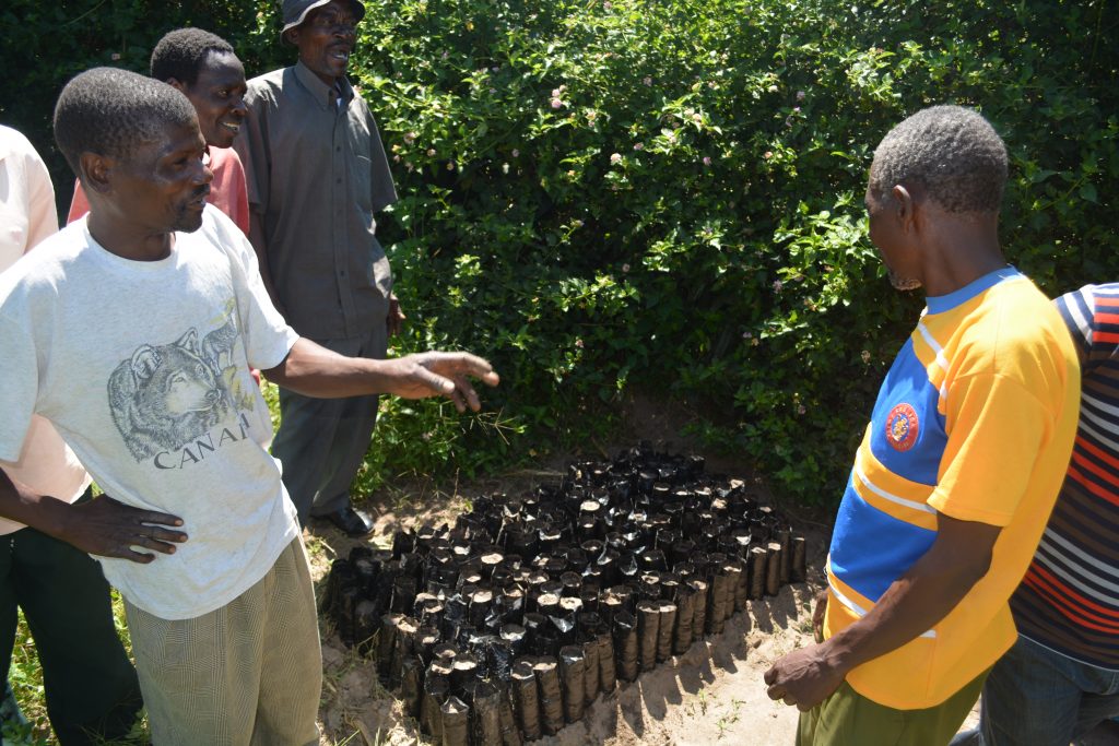 Community members call for increased government support to access tree seedlings